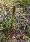 Einzelbild 7 Schwärzliches Knabenkraut - Orchis ustulata