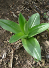 Einzelbild 7 Purpur-Knabenkraut - Orchis purpurea