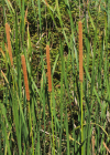 Einzelbild 7 Schmalblättriger Rohrkolben - Typha angustifolia