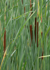 Einzelbild 8 Schmalblättriger Rohrkolben - Typha angustifolia
