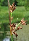 Einzelbild 5 See-Flechtbinse - Schoenoplectus lacustris