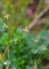 Einzelbild 3 Wenigblütige Segge - Carex pauciflora