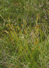 Einzelbild 4 Wenigblütige Segge - Carex pauciflora