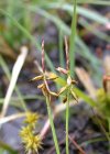 Einzelbild 5 Wenigblütige Segge - Carex pauciflora