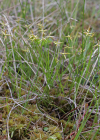 Einzelbild 6 Wenigblütige Segge - Carex pauciflora
