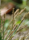 Einzelbild 8 Davalls Segge - Carex davalliana