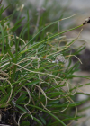 Einzelbild 4 Krumm-Segge - Carex curvula