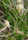 Einzelbild 7 Krumm-Segge - Carex curvula