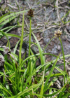 Einzelbild 5 Schneetälchen-Segge - Carex foetida