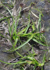 Einzelbild 8 Schneetälchen-Segge - Carex foetida