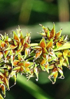 Einzelbild 7 Rispen-Segge - Carex paniculata