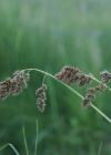Einzelbild 8 Rispen-Segge - Carex paniculata