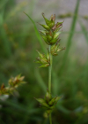 Einzelbild 4 Stachel-Segge - Carex muricata aggr.