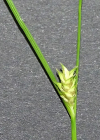 Einzelbild 7 Lockerährige Segge - Carex remota