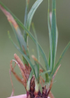 Einzelbild 5 Kleine Trauer-Segge - Carex parviflora