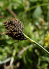 Einzelbild 6 Kleine Trauer-Segge - Carex parviflora
