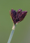 Einzelbild 7 Kleine Trauer-Segge - Carex parviflora