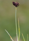 Einzelbild 8 Kleine Trauer-Segge - Carex parviflora