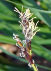 Einzelbild 5 Frühlings-Segge - Carex caryophyllea