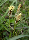 Einzelbild 7 Frühlings-Segge - Carex caryophyllea