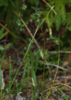 Einzelbild 4 Haarstielige Segge - Carex capillaris