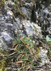 Einzelbild 5 Polster-Segge - Carex firma