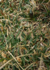 Einzelbild 6 Polster-Segge - Carex firma