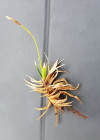Einzelbild 7 Polster-Segge - Carex firma