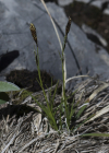 Einzelbild 5 Immergrüne Segge - Carex sempervirens