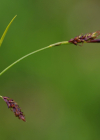 Einzelbild 6 Immergrüne Segge - Carex sempervirens