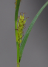 Einzelbild 7 Behaarte Segge - Carex hirta