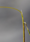 Einzelbild 7 Niedriger Schwingel - Festuca quadriflora