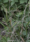 Einzelbild 5 Wald-Zwenke - Brachypodium sylvaticum