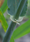 Einzelbild 6 Saat-Gerste - Hordeum vulgare