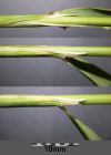 Einzelbild 6 Land-Reitgras - Calamagrostis epigejos