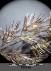 Einzelbild 7 Land-Reitgras - Calamagrostis epigejos