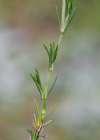 Einzelbild 3 Lärchenblättrige Miere - Minuartia laricifolia