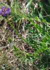 Einzelbild 6 Tiroler Tragant - Astragalus leontinus