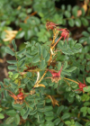 Einzelbild 7 Reichstachelige Rose - Rosa spinosissima