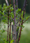 Einzelbild 4 Reif-Weide - Salix daphnoides