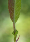 Einzelbild 6 Reif-Weide - Salix daphnoides