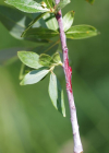 Einzelbild 7 Reif-Weide - Salix daphnoides
