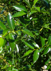 Einzelbild 2 Lorbeer-Weide - Salix pentandra