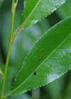 Einzelbild 3 Lorbeer-Weide - Salix pentandra