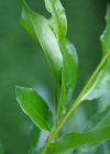 Einzelbild 7 Lorbeer-Weide - Salix pentandra