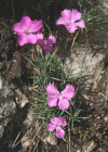 Einzelbild 2 Grenobler Nelke - Dianthus gratianopolitanus