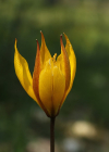 Einzelbild 2 Südliche Weinberg-Tulpe - Tulipa sylvestris subsp. australis
