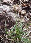 Einzelbild 1 Hallers Segge - Carex halleriana