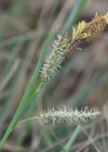Einzelbild 4 Hallers Segge - Carex halleriana