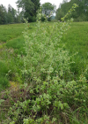 Einzelbild 3 Ohr-Weide - Salix aurita